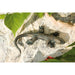 FOUDEBASSIN.COM Eidechse mittelgroß 10 cm lang 140001590 88105