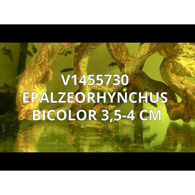 FOUDEBASSIN.COM EPALZEORHYNCHUS BICOLOR 3,5-4CM 8715897053269 V1455730