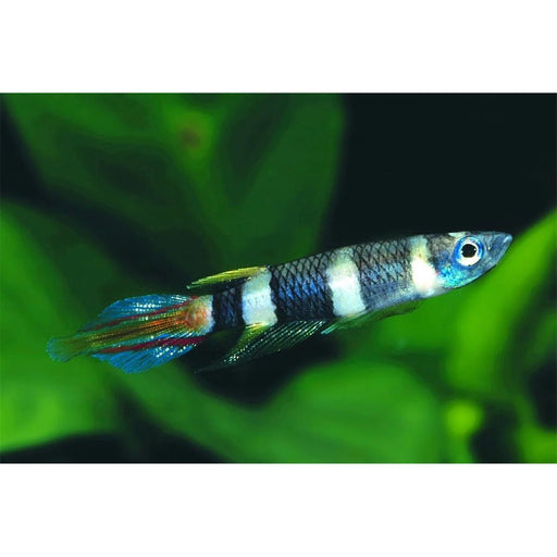 FOUDEBASSIN.COM EPIPLATYS ANNULATUS 1,5-2CM PAIR 8715897211096 V1454033