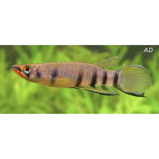 FOUDEBASSIN.COM EPIPLATYS DAGETI 3-4CM 8715897275005 V1454027