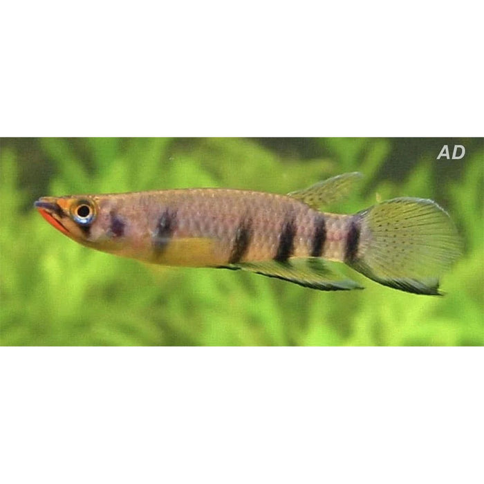 FOUDEBASSIN.COM EPIPLATYS DAGETI 3-4CM 8715897275005 V1454027