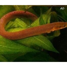 FOUDEBASSIN.COM ERPETOICHTHYS CALABARICUS 6-4CM 8715897340949 V1454005