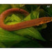 FOUDEBASSIN.COM ERPETOICHTHYS CALABARICUS 6-4CM 8715897340949 V1454005