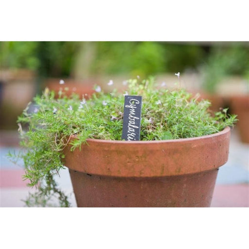 FOUDEBASSIN.COM Etiquette à planter en ardoise naturelle - H15 x 3 cm - 5 x 8711338203248 6020324