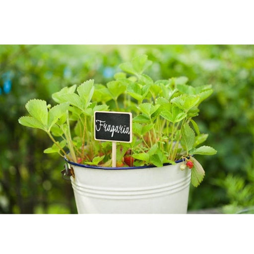 FOUDEBASSIN.COM Etiquette en ardoise naturelle, avec cadre bois FSC®, inclus craie - H20,5 x 8,6 x 6 cm - 4 x 8711338203231 6020323