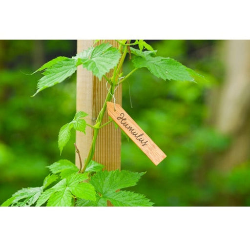FOUDEBASSIN.COM Etiquettes en bois (teinte colorée) à suspendre pour plantes incl. fil de fer - H10 cm - 15 x 8711338203125 6020312