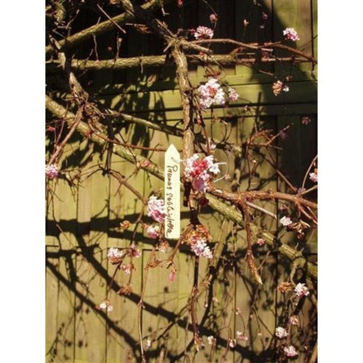 FOUDEBASSIN.COM Etiquettes en bois (teinte naturel) à suspendre pour plantes incl. fil de fer - H10 cm - 15 x 8711338203132 6020313