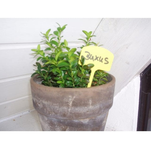 FOUDEBASSIN.COM Etiquettes en T à planter en PVC - 12,5 cm - 10 x 8711338203170 6020317
