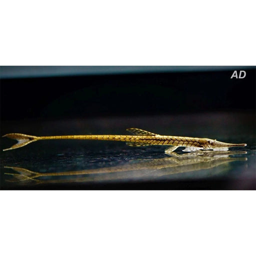 FOUDEBASSIN.COM FARLOWELLA ACUS 6-8CM 8715897159992 V1454040
