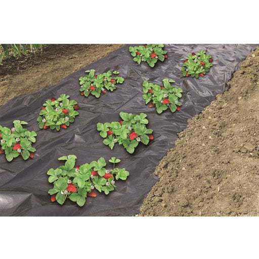 FOUDEBASSIN.COM Film de paillage micro-perforé spécial fraises - LDPE noir, 50µ - 1,40 x 10 m 8711338302248 6030224