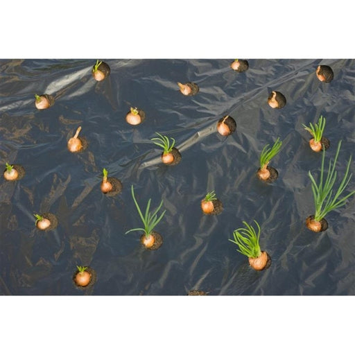 FOUDEBASSIN.COM Film de paillage PETITS LEGUMES - LDPE/LLDPE noir, 20µ, trous découpés : 175xØ45 mm - 0,95 x 5 m 8711338302743 6030274