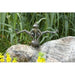 FOUDEBASSIN.COM Froschkönig Dietmar wsp., 51 cm breit 490017450 88767