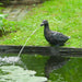 FOUDEBASSIN.COM Gargouille "Canard" - coloris anthracite/bronze, polyrésine, Ø9-13 mm - H24 x 15 x 29 cm 8711465860895  1386089