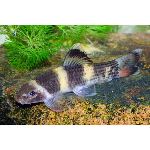 FOUDEBASSIN.COM GARRA FLAVATRA 2,5CM 8715897285707 V1454215