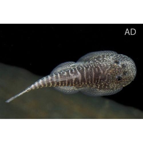 FOUDEBASSIN.COM GASTROMYZON MYERSI 3 CM 8715897339301 V1454067