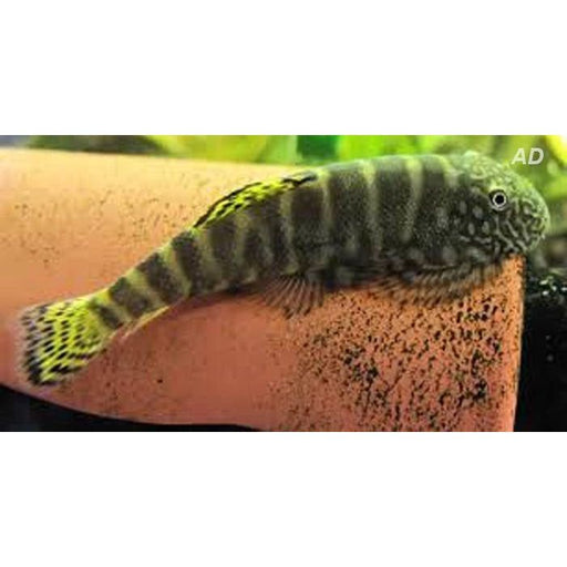 FOUDEBASSIN.COM GASTROMYZON VIRIOSUS 3CM 8715897343902 V1454075