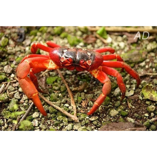 FOUDEBASSIN.COM GEOSESARMA ARISTOCRATENSIS 2-2,5CM 8715897303074 V1454060