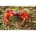FOUDEBASSIN.COM GEOSESARMA ARISTOCRATENSIS 2-2,5CM 8715897303074 V1454060