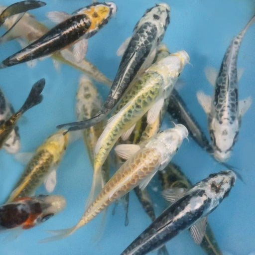 FOUDEBASSIN.COM GHOST KOI SBS 9-12 CM 8715897014123 V1235033