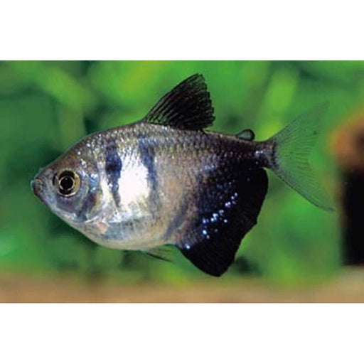FOUDEBASSIN.COM GYMNOCORYMBUS TERNETZI 1,6-2CM 8715897212567 V1454233