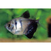 FOUDEBASSIN.COM GYMNOCORYMBUS TERNETZI 1,6-2CM 8715897212567 V1454233