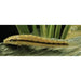 FOUDEBASSIN.COM GYRINOCHEILUS AYMONIERI 4-4,5CM 8715897053092 V1454250