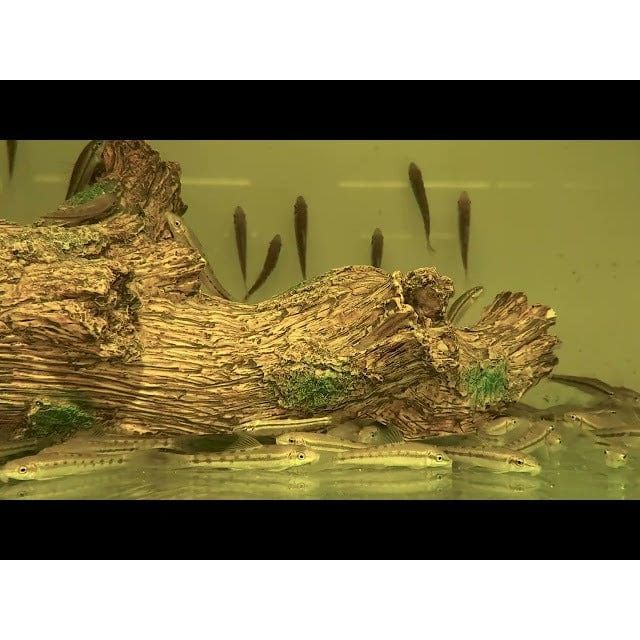 FOUDEBASSIN.COM GYRINOCHEILUS AYMONIERI 4-4,5CM 8715897053092 V1454250