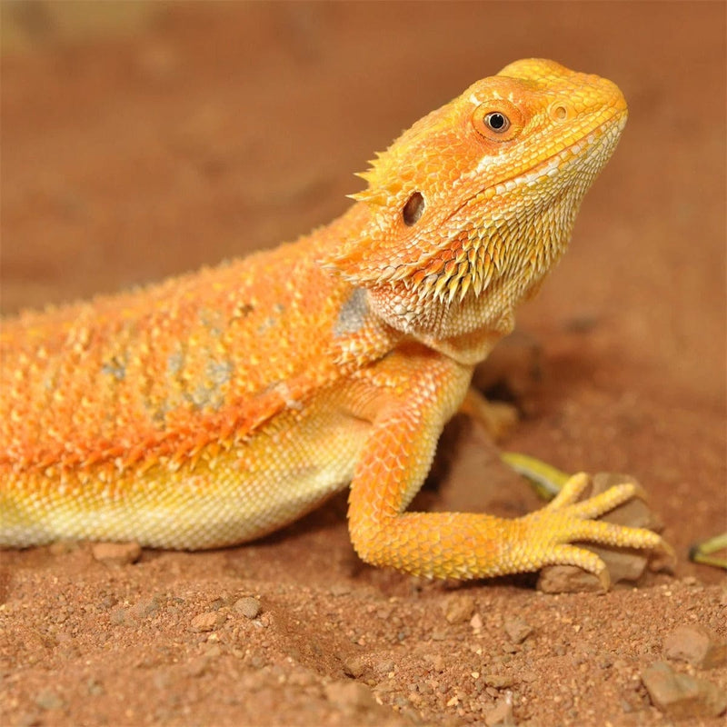 FOUDEBASSIN.COM Substrats pour reptiles HABISTAT BEARDED DRAGON BEDDING 5 KG 5027407012851 R4100115