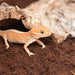 FOUDEBASSIN.COM Substrats pour reptiles HABISTAT COIR SUBSTRATE 5 LITRES 5027407012714 R4100050