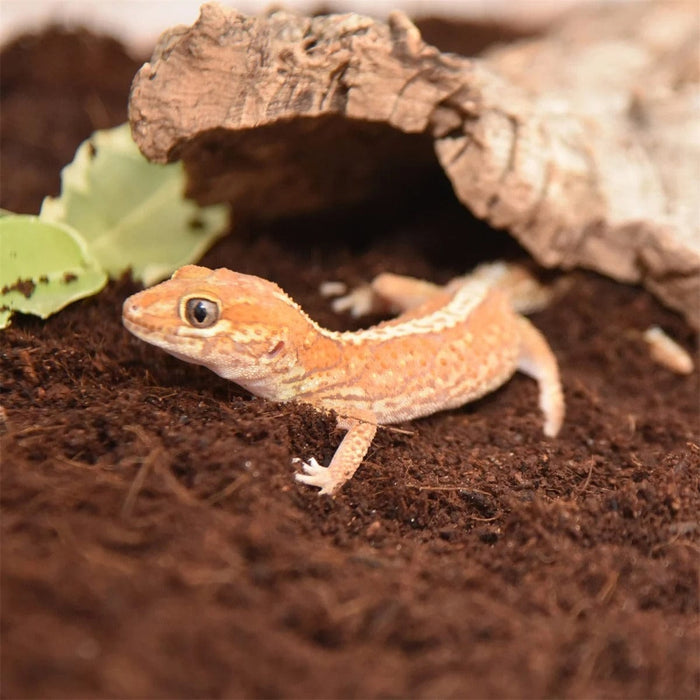 FOUDEBASSIN.COM Substrats pour reptiles HABISTAT COIR SUBSTRATE 5 LITRES 5027407012714 R4100050
