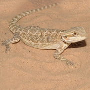 FOUDEBASSIN.COM Substrats pour reptiles HABISTAT DESERT SAND YELLOW 5 KG 5027407000124 R4100110
