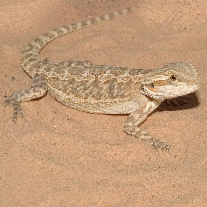 FOUDEBASSIN.COM Substrats pour reptiles HABISTAT DESERT SAND YELLOW 5 KG 5027407000124 R4100110