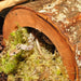 FOUDEBASSIN.COM HABISTAT FOREST HIDEOUT EXTRA LARGE 5027407015067 R5100240