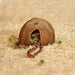 FOUDEBASSIN.COM HABISTAT HATCHLING SNAKE STARTER KIT OAK 61X38X30CM 5027407014251 R1100285