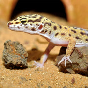 FOUDEBASSIN.COM Substrats pour reptiles HABISTAT LEOPARD GECKO BEDDING 10 KG 5027407000230 R4100130