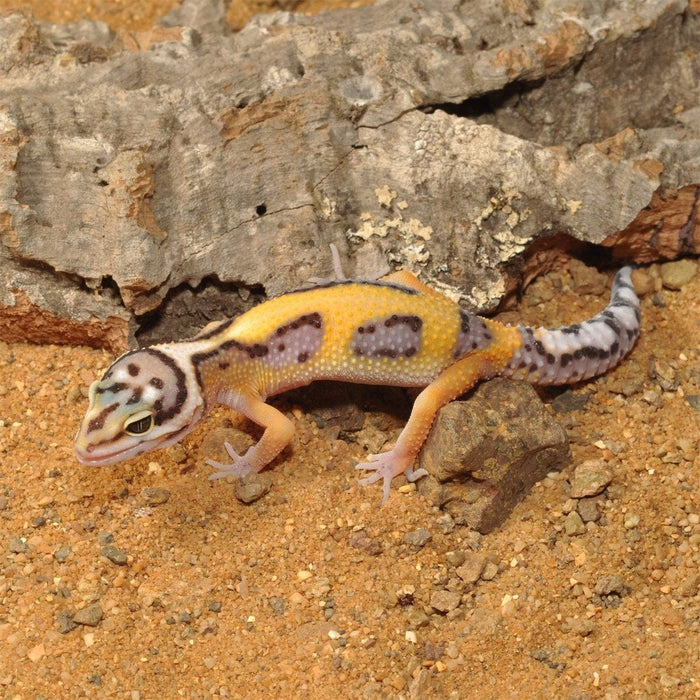 FOUDEBASSIN.COM Substrats pour reptiles HABISTAT LEOPARD GECKO BEDDING 5 KG 5027407012868 R4100125