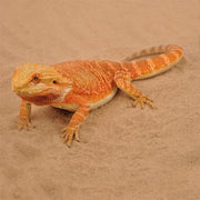 FOUDEBASSIN.COM Substrats pour reptiles HABISTAT REPTI-SAND NATURAL 5 KG 5027407008762 R4100100