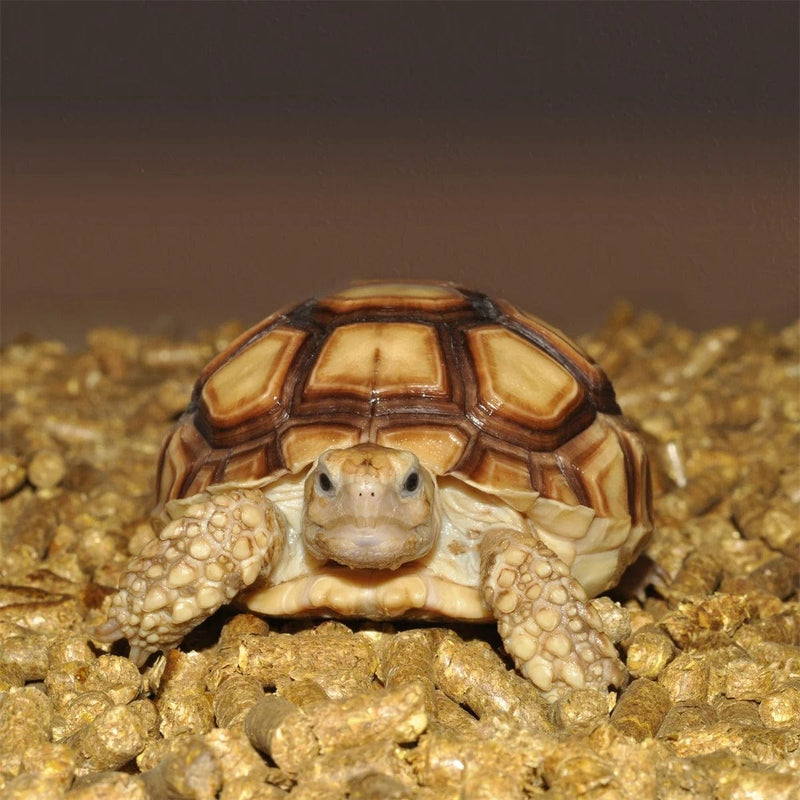 FOUDEBASSIN.COM Substrats pour reptiles HABISTAT REPTI-TURF 10 LITRES 5027407012707 R4100095