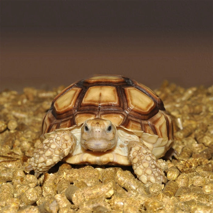 FOUDEBASSIN.COM Substrats pour reptiles HABISTAT REPTI-TURF 10 LITRES 5027407012707 R4100095