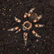 FOUDEBASSIN.COM Substrats pour reptiles HABISTAT SPIDER BEDDING 5 LITRES 5027407008649 R4100135
