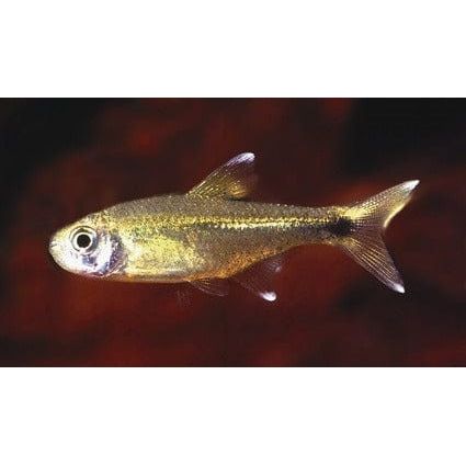 FOUDEBASSIN.COM HASEMANIA NANA 2-2,5CM 8715897211010 V1454353