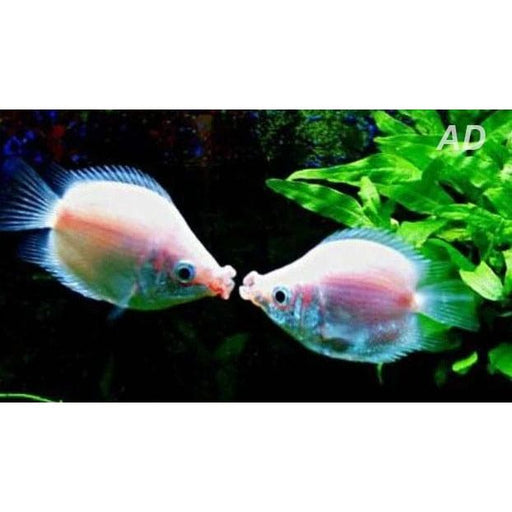 FOUDEBASSIN.COM HELOSTOMA TEMMINCKII PINK BALLOON 2-2,5CM 8715897343766 V1454375