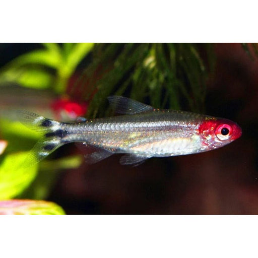 FOUDEBASSIN.COM HEMIGRAMMUS BLEHERI 2,7-3,2CM 8715897053122 V1454410