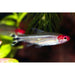 FOUDEBASSIN.COM HEMIGRAMMUS BLEHERI 2,7-3,2CM 8715897053122 V1454410
