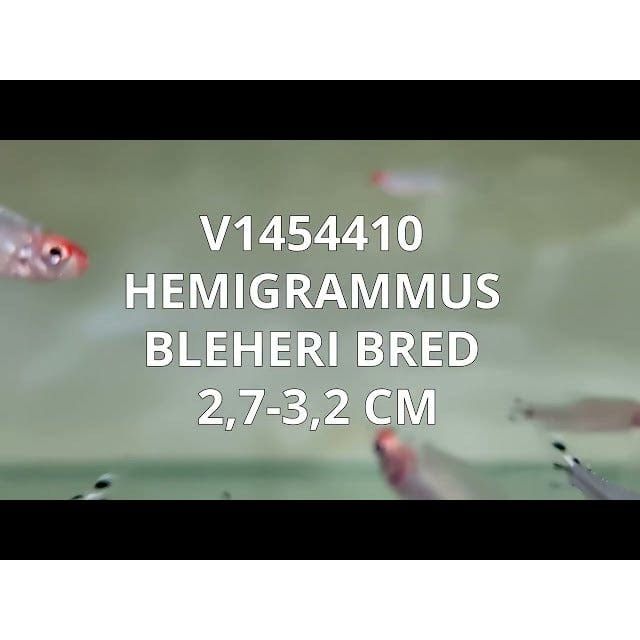 FOUDEBASSIN.COM HEMIGRAMMUS BLEHERI 2,7-3,2CM 8715897053122 V1454410