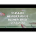 FOUDEBASSIN.COM HEMIGRAMMUS BLEHERI 2,7-3,2CM 8715897053122 V1454410