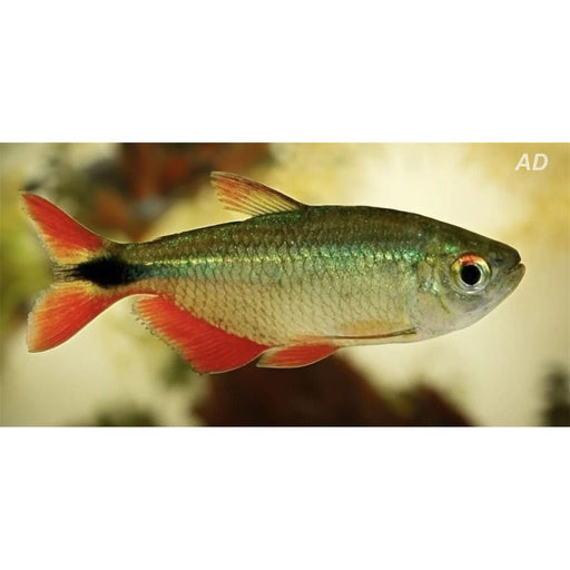 FOUDEBASSIN.COM HEMIGRAMMUS CAUDOVITTATUS 2,5-3CM 8715897050121 V1454430