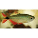FOUDEBASSIN.COM HEMIGRAMMUS CAUDOVITTATUS 2,5-3CM 8715897050121 V1454430