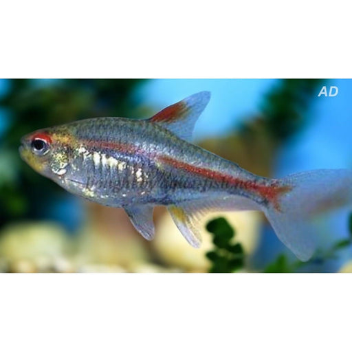 FOUDEBASSIN.COM HEMIGRAMMUS ERYTHROZONUS 1,7-2CM 8715897210990 V1454453