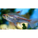 FOUDEBASSIN.COM HEMIGRAMMUS ERYTHROZONUS 1,7-2CM 8715897210990 V1454453